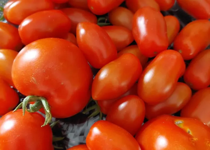 公寓 Nogica 奥托塞克